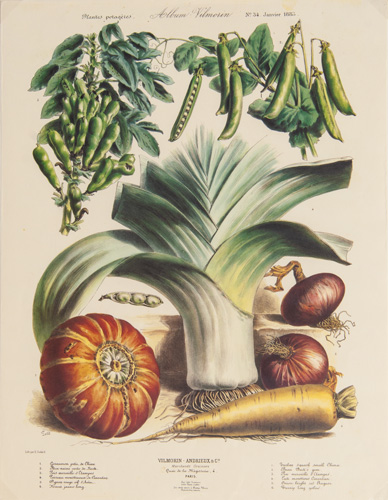 Antique vegetable prints from Album Vilmorin (fine reproductions from circa 1980s)